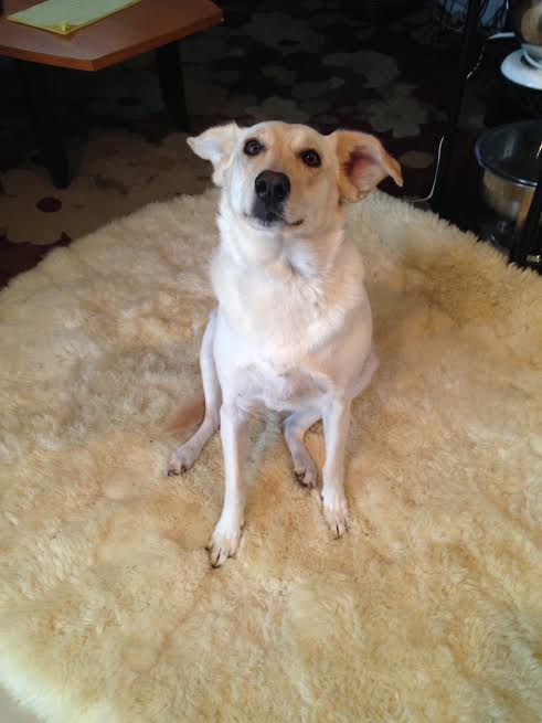 Dog enjoying home-style care at House of Paws