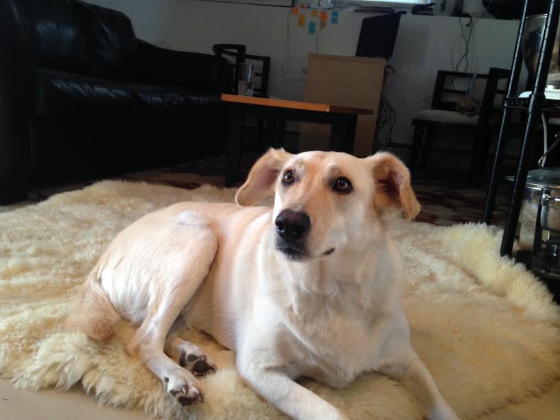 Dog at House of Paws Nanuet