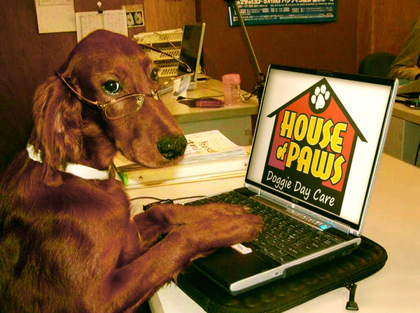 Happy dog at House of Paws Nanuet NY