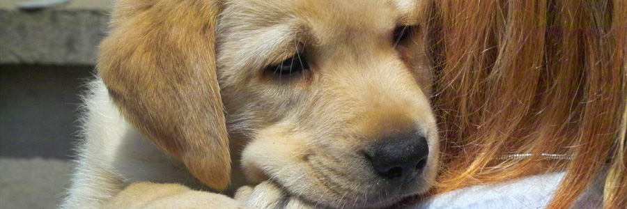 Dogs at House of Paws dog daycare Nanuet NY