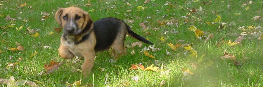 Cageless dog boarding at House of Paws