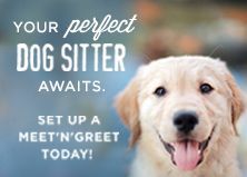 Meet and greet at House of Paws Nanuet NY